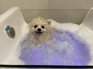 Ozone Therapy